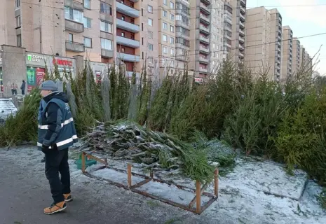 На улицах Петербурга проверяющие обнаружили 2 тыс. нелегальных елок