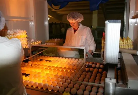 Аладушкин продает птицефабрику «Оредеж»