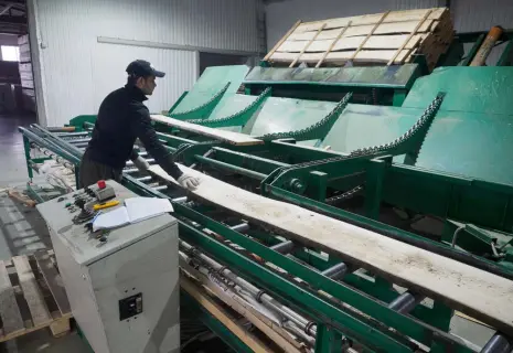 Древесина на вес золота. Иностранцы ищут покупателей на лесные активы в Ленобласти