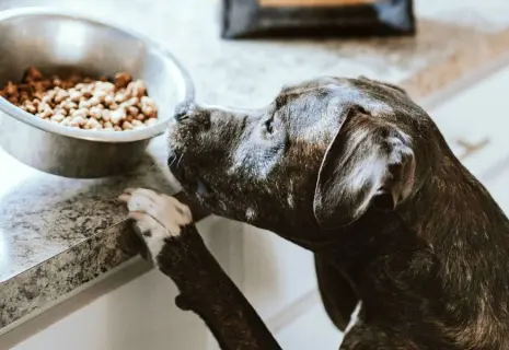 Корма на взлете. "Фава" ставит на продукцию в высоком ценовом сегменте