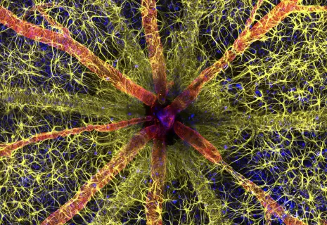 Названы победители конкурса макрофотографии Small World-2023