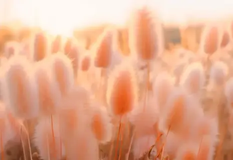 Институт цвета Pantone выбрал цвет 2024 года. Им стал "персиковый пух"