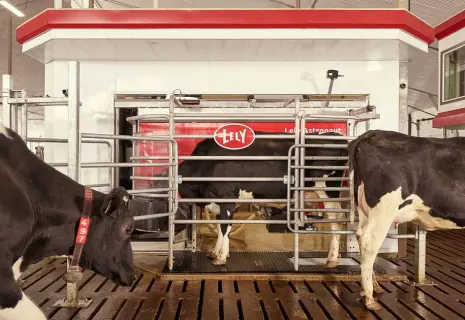 Несвоевременное молоко. "ПсковАгроИнвест" расширил молочный бизнес