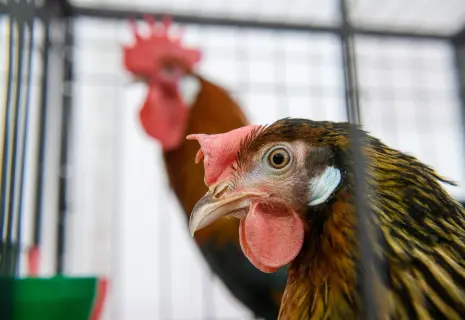 Итоги года. Аграрии жалуются, но продолжают пахать и сеять