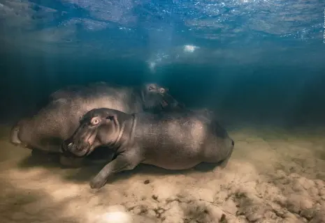 Художник из России признан "Фотографом года дикой природы" в номинации "под водой"