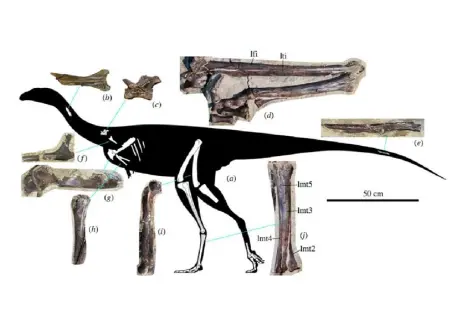 Ученые СПбГУ описали новый вид динозавров