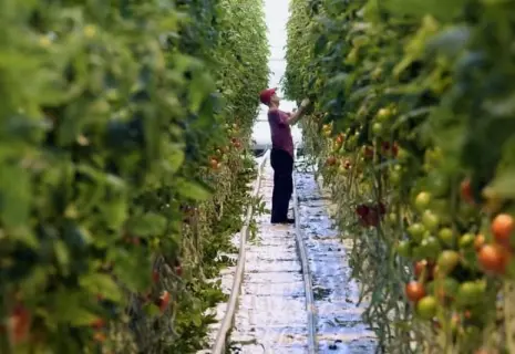 Замороженные теплицы. «Рост» отказался от покупки агрокомбината