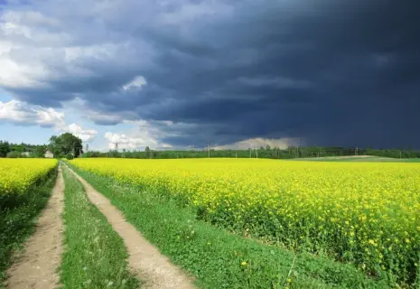 Миллиард в полях. "Приневское" инвестирует в выращивание рапса