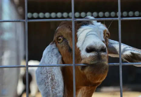Фермы в плохой форме. Как выживают малые аграрии Ленобласти