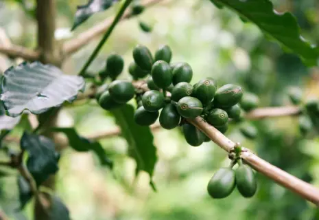 Деньги в зернах. Миллиардер Андрей Катков инвестировал в импорт кофе из Бразилии