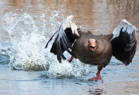 Репродуктивное оружие. Как дикие гуси из Украины влияют на рождаемость в России