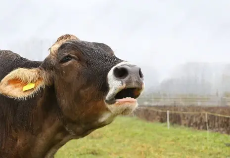 Ненужное молоко. Хозяйство "Остроговицы" просит губернатора о защите