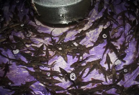 Кризис со вкусом черной икры. Почему расширяются российские осетровые хозяйства