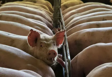 Свиньям на корм. "Митпром" купил Лужский комбикормовый завод