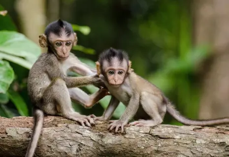 До России дошла оспа обезьян. Носитель в Петербурге