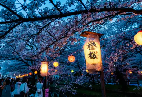 Время розовых пончиков и больших доходов. Как Япония зарабатывает на цветах сакуры