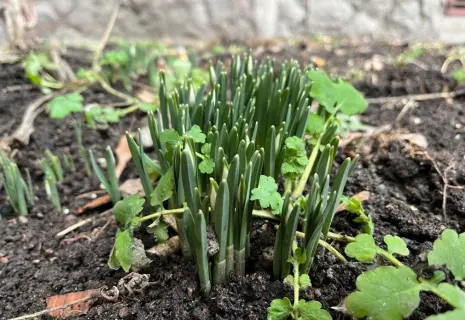 В Петербурге из-под земли проклюнулись первые подснежники