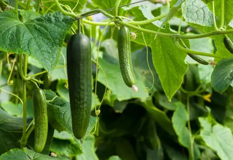 Бесперспективные овощи. "Молодежный" ищет хозяина