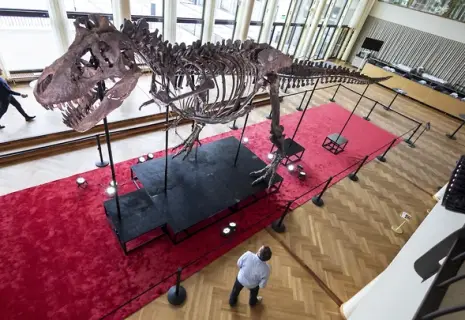 Скелет тираннозавра рекса продан на аукционе в Швейцарии за $5,3 млн