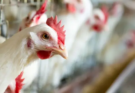 Куриная сделка. Русско-Высоцкая птицефабрика меняет хозяина