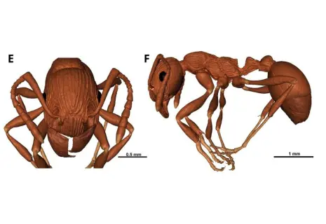 Биологи Петербурга обнаружили в балтийском янтаре ископаемый вид предка муравьев