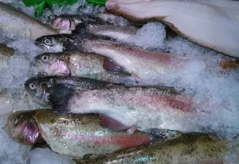 Клёвое место. На Северо-Западе появятся новые рыбные хозяйства