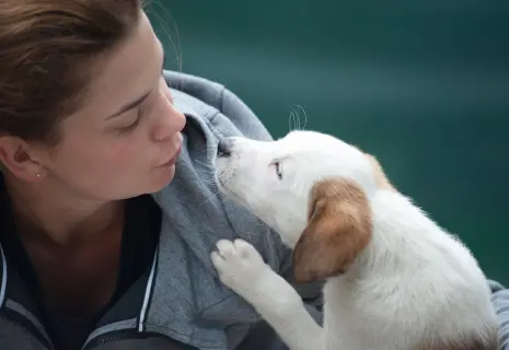 Любить, кормить, лечить. Как чувствует себя отечественная зооиндустрия