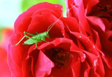 Сверчки на завтрак, тараканы на обед