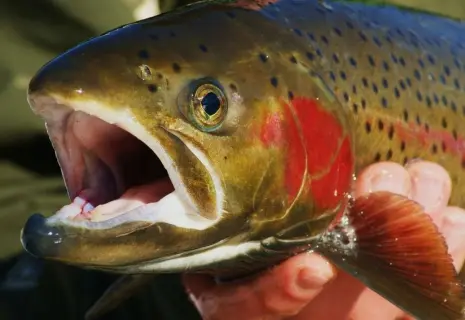 Рыбный день. Бывшие братские компании Ленобласти начали банкротную войну