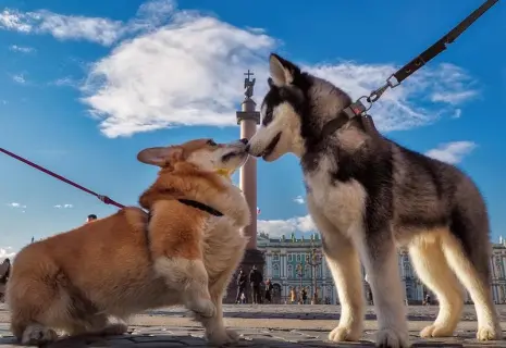 Дорога миска к обеду. Чем кормят россияне домашних питомцев в кризис
