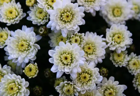 Хризантемы в саду. «Новая Голландия» реанимировала тепличный проект