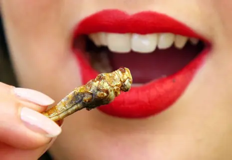 "Три крупных саранчи копченых с гарниром из мучных червей"