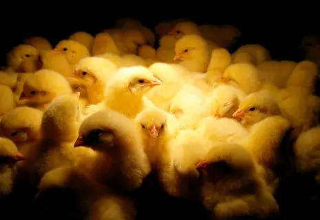 Реанимация «Ударника». Кредиторы птицефабрики готовят мировое соглашение