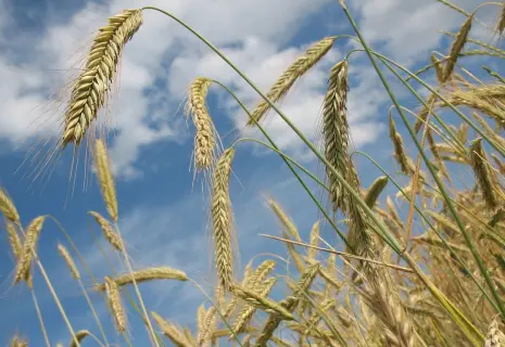 Злачный иск. Налоговая банкротит крупного производителя зерна на Северо-Западе