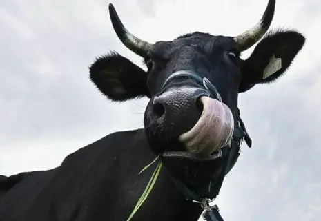 Совладелец банка «Россия» Николай Шамалов продал свои сельскохозяйственные активы малоизвестному предпринимателю, связанному с акционерами ПАО «Светлана»