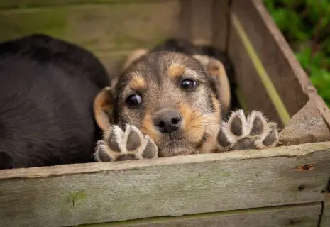 Наше собачье дело. Как работает бизнес в сфере зоозащиты