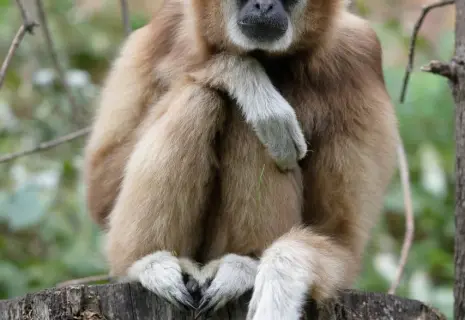 Гиббону Персею в Ленинградском зоопарке исполнилось 30 лет