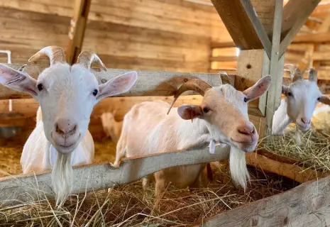 Компании региона инвестируют в еду для людей и коров