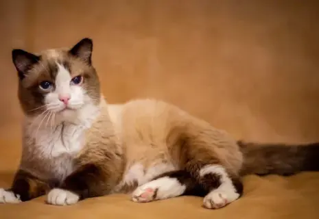 В возрасте 26 лет умер кот, попавший в Книгу рекордов России, как самый старый в стране