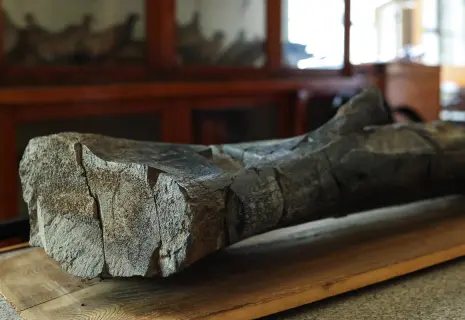 Ученые Петербурга подтвердили изменение климата на Чукотке по костям динозавра