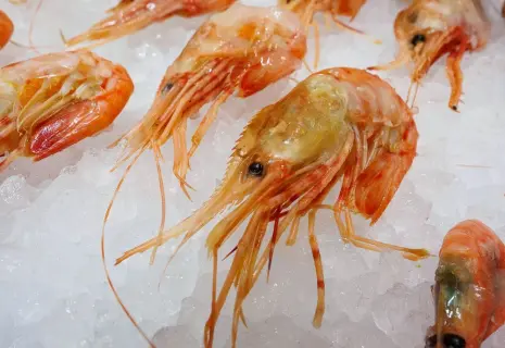 Креветка на миллиард. В Ленобласти расширяют производство морепродуктов