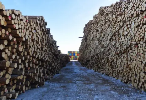 Банк «Санкт-Петербург» пошел лесом