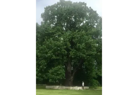 Древний дуб с Елагина острова в Петербурга попал в список претендентов на звание "дерево года" в России
