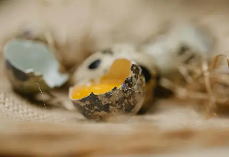 Разбитое яйцо. В Ленобласти обанкротилась птицефабрика «Перепёлочка»