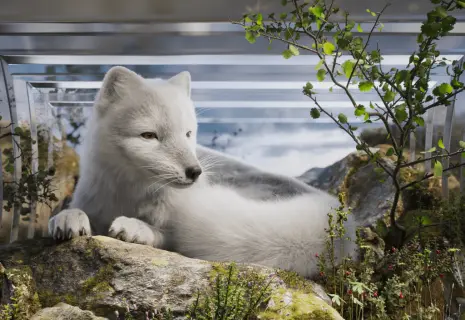 «Газпром нефть» показала на ПМЭФ-2024 тундру глазами жителей региона