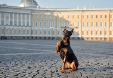 Оксана Шустикова: «Петербург — самый удобный город России для туристов с питомцами»