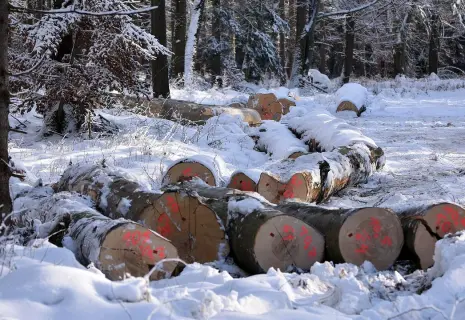 Лесные дани. Аренда лесного фонда подорожает