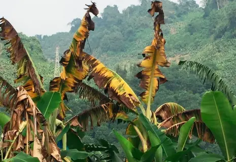 Михаил Лачугин: «Бананы пали жертвой грибка. И информационной войны»