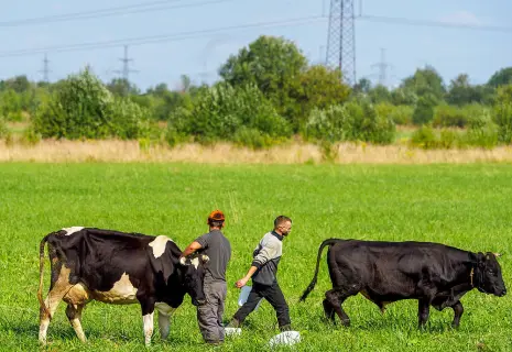 Спасение в объединении. Зачем фермеры Ленобласти создают кооперативы