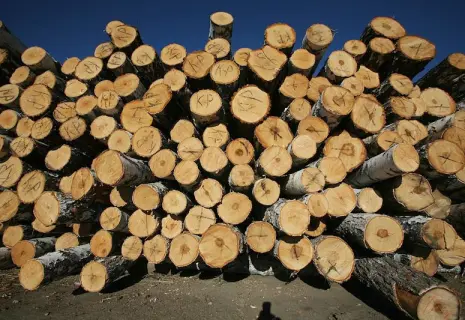 Недопилили. Компания «Лесплитинвест» остановила производство